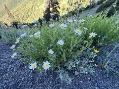 Eucephalus paucicapitatus