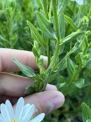 Eucephalus paucicapitatus