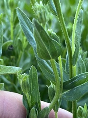 Eucephalus paucicapitatus