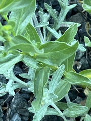 Eucephalus paucicapitatus