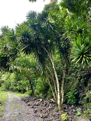 Dracaena angustifolia