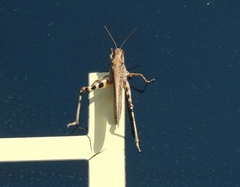 Epacromiini