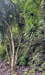 Dracaena angustifolia