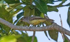 Myiarchus swainsoni