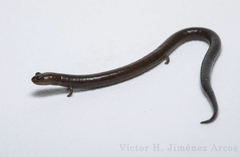 Pseudoeurycea orchimelas