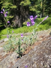 Penstemon venustus
