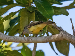 Myiarchus swainsoni