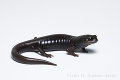 Pseudoeurycea werleri