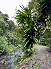 Dracaena angustifolia