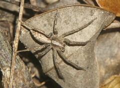 Neoctenus