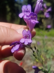 Penstemon venustus