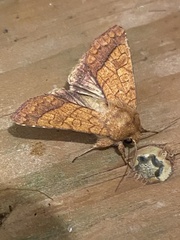 Pyrrhia exprimens