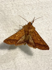 Pyrrhia exprimens