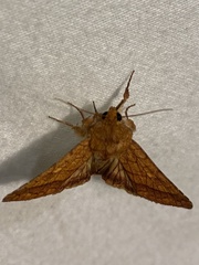 Pyrrhia exprimens