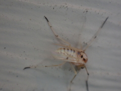 Coelotanypus concinnus