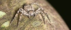 Philodromus spinitarsis