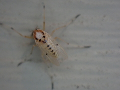 Coelotanypus concinnus