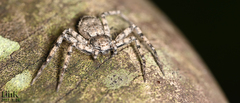 Philodromus spinitarsis
