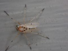 Coelotanypus concinnus