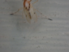 Coelotanypus concinnus