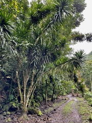 Dracaena angustifolia