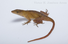 Anolis uniformis