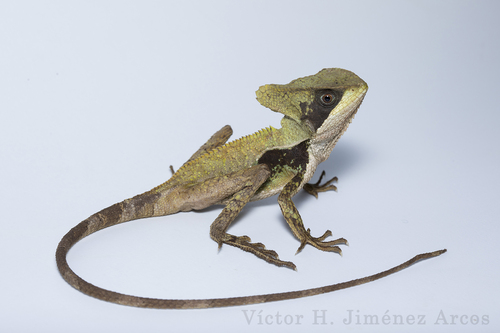 Hernandez’s Helmeted Basilisk
