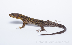 Lepidophyma pajapanensis