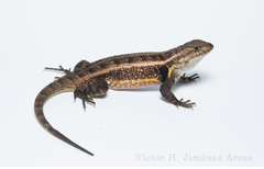 Sceloporus teapensis