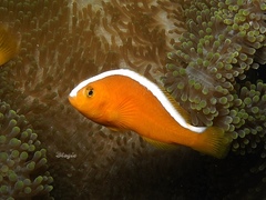 Amphiprion sandaracinos