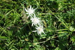 Leontopodium leontopodioides