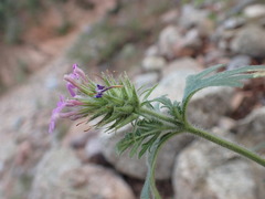 Glandularia latilobata