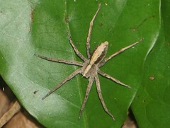 Neoctenus