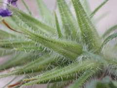 Glandularia latilobata