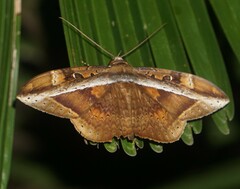 Hemeroblemma opigena