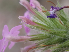 Glandularia latilobata