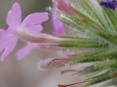 Glandularia latilobata