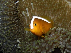 Amphiprion sandaracinos