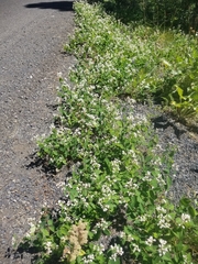 Apocynum × floribundum