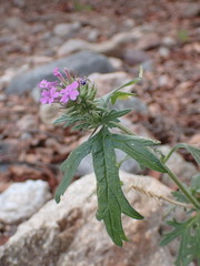 Glandularia latilobata