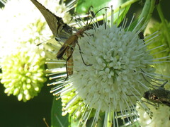 Chauliognathus discus