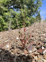 Polygonum austiniae