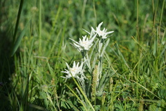 Leontopodium leontopodioides