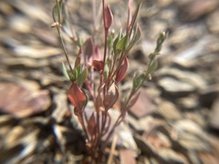 Polygonum austiniae