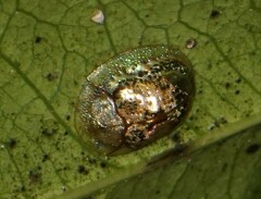Coptocycla sordida