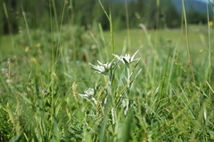 Leontopodium leontopodioides