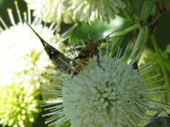 Chauliognathus discus