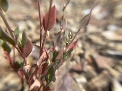 Polygonum austiniae