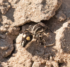 Cephalomutilla proxima