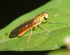 Ptecticus extensipes